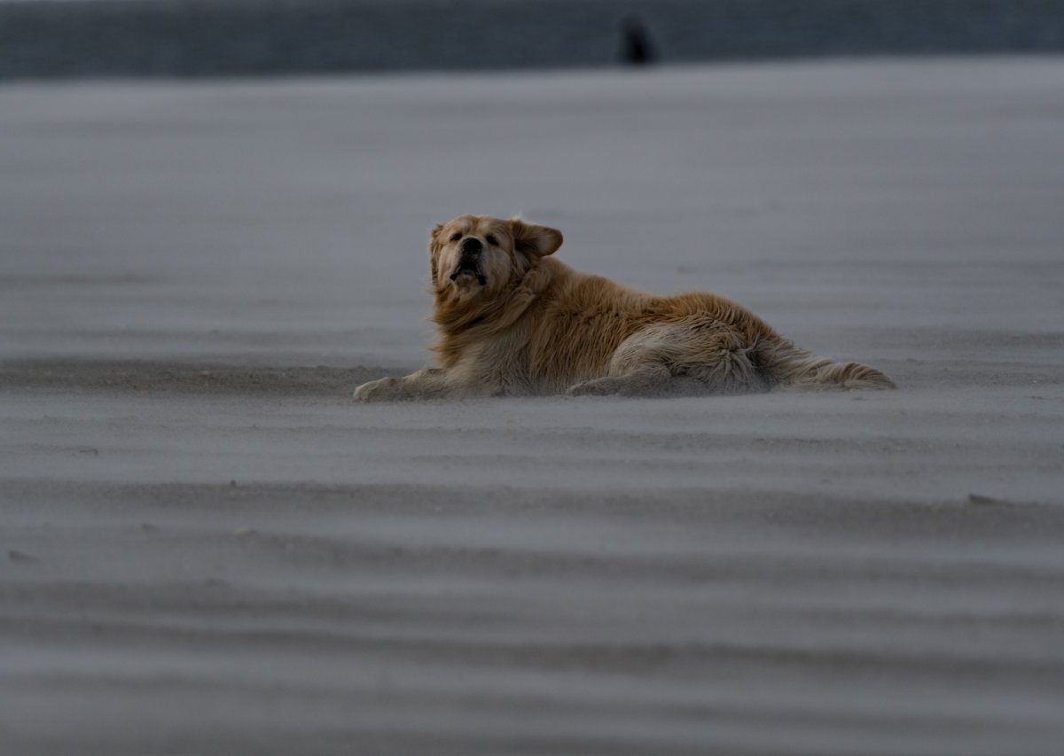 Nordsee Hund Wattenmeer Nationalpark Polizei St. Peter Ording