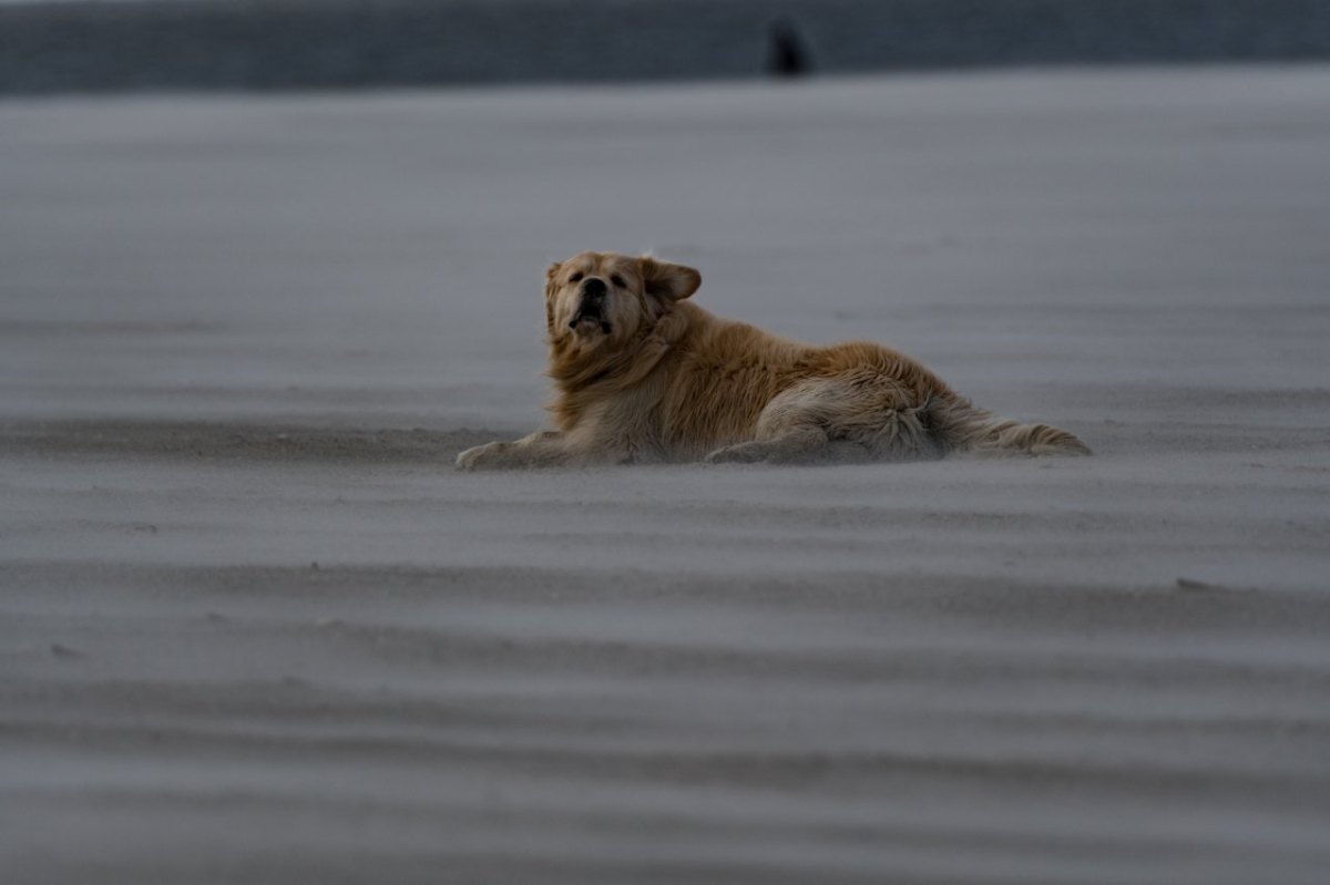 Nordsee Hund Wattenmeer Nationalpark Polizei St. Peter Ording