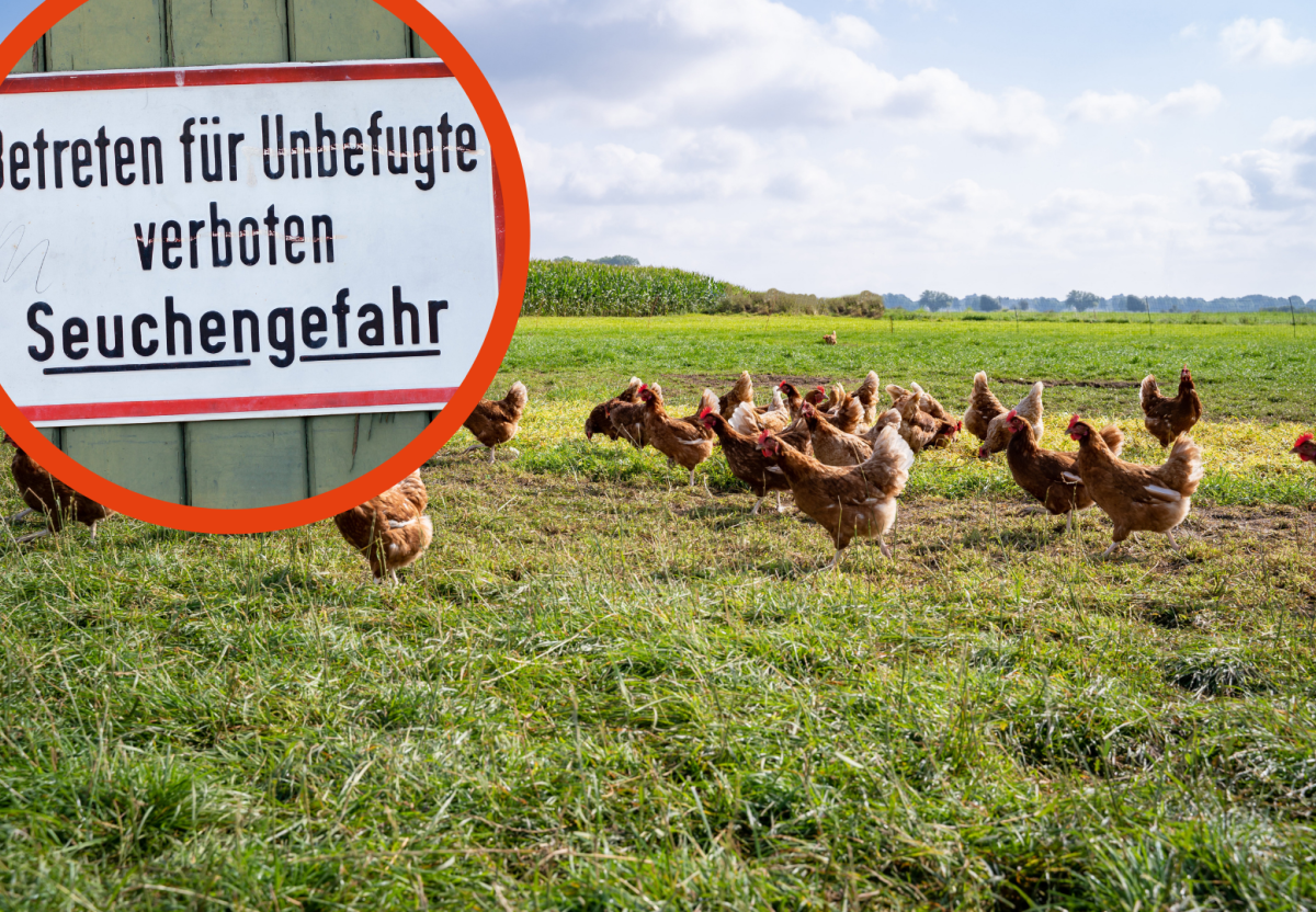 Ostsee Geflügelpest Hunde Schleswig-Holstein Neumünster Kiel Stornmann