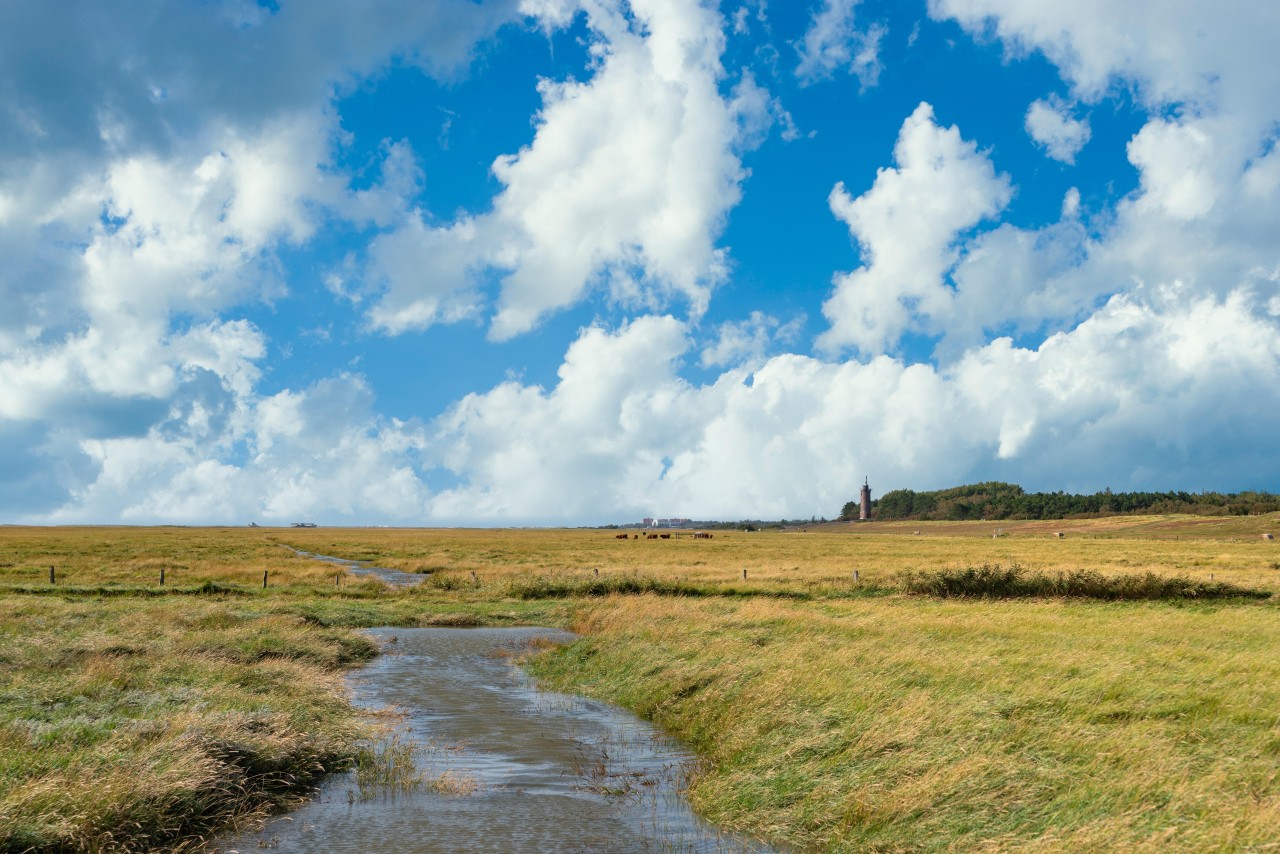 Rund um die Salzwiesen von Sankt Peter-Ording rasten viele Wildgänse. 