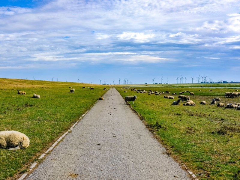 Amrum Nordsee Schäferin Nine Jochimsen Schafe Insel Facebook Wut Tiere
