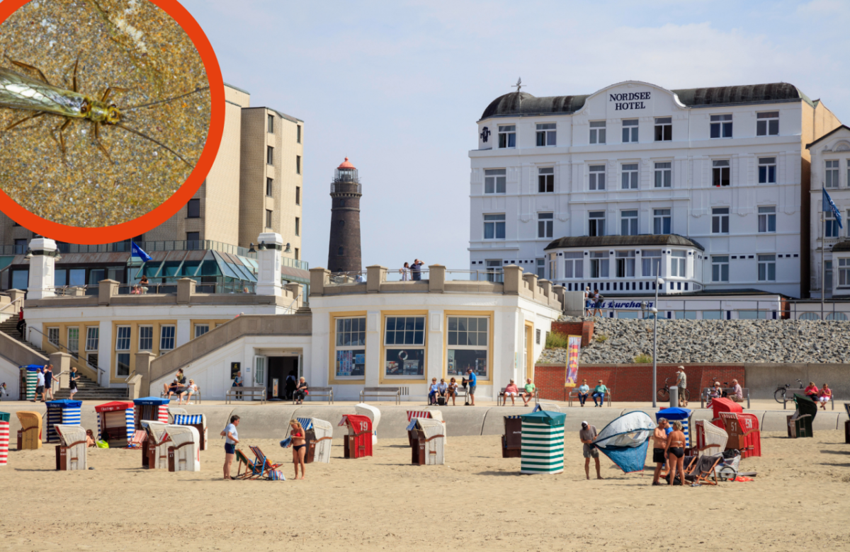 Borkum Ostfriesland Nordsee ostfriesische Insel Watt Fliege Hyadina borkumensis Biologe Uferfliege Leer Biologe