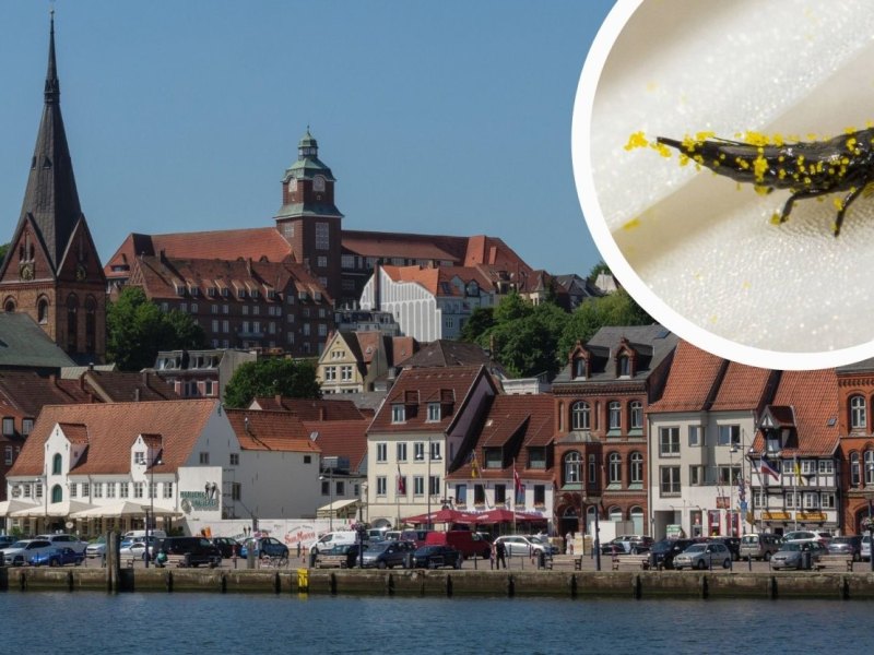 Flensburg.jpg