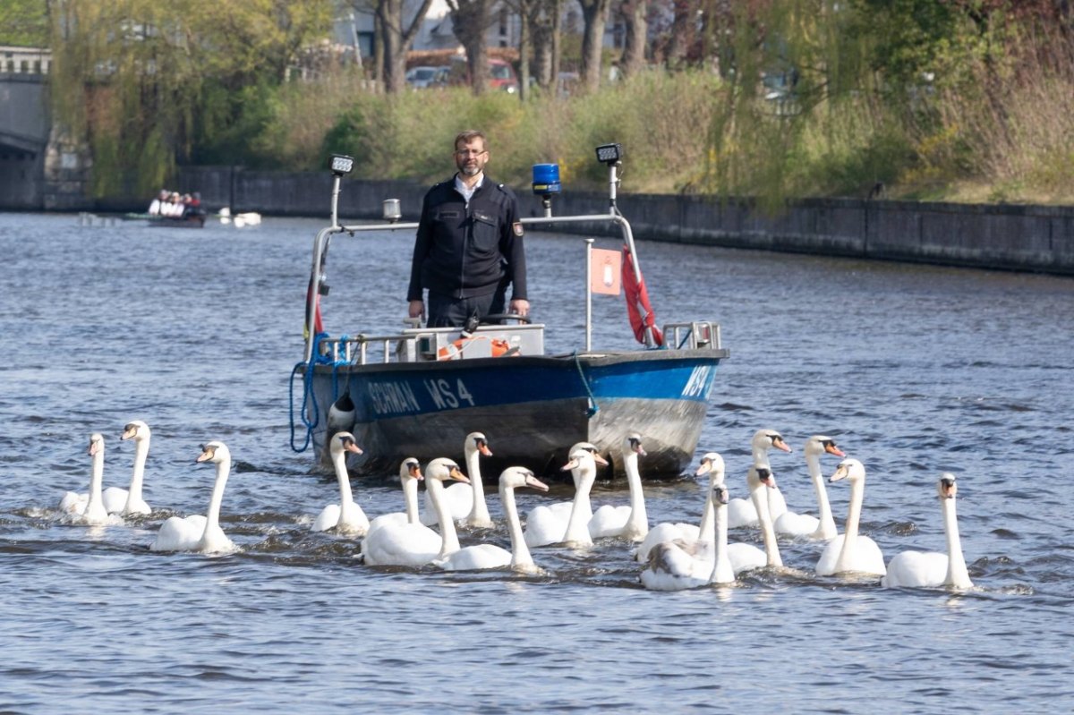 Hamburg-Alsterschwäne.jpg