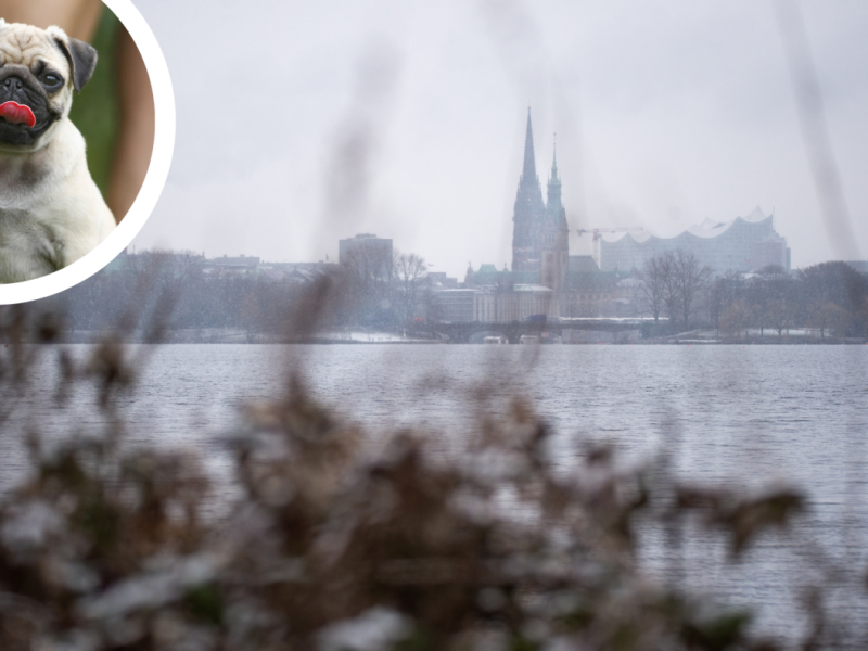 Hamburg Bürgerschaft Grüne Facebook