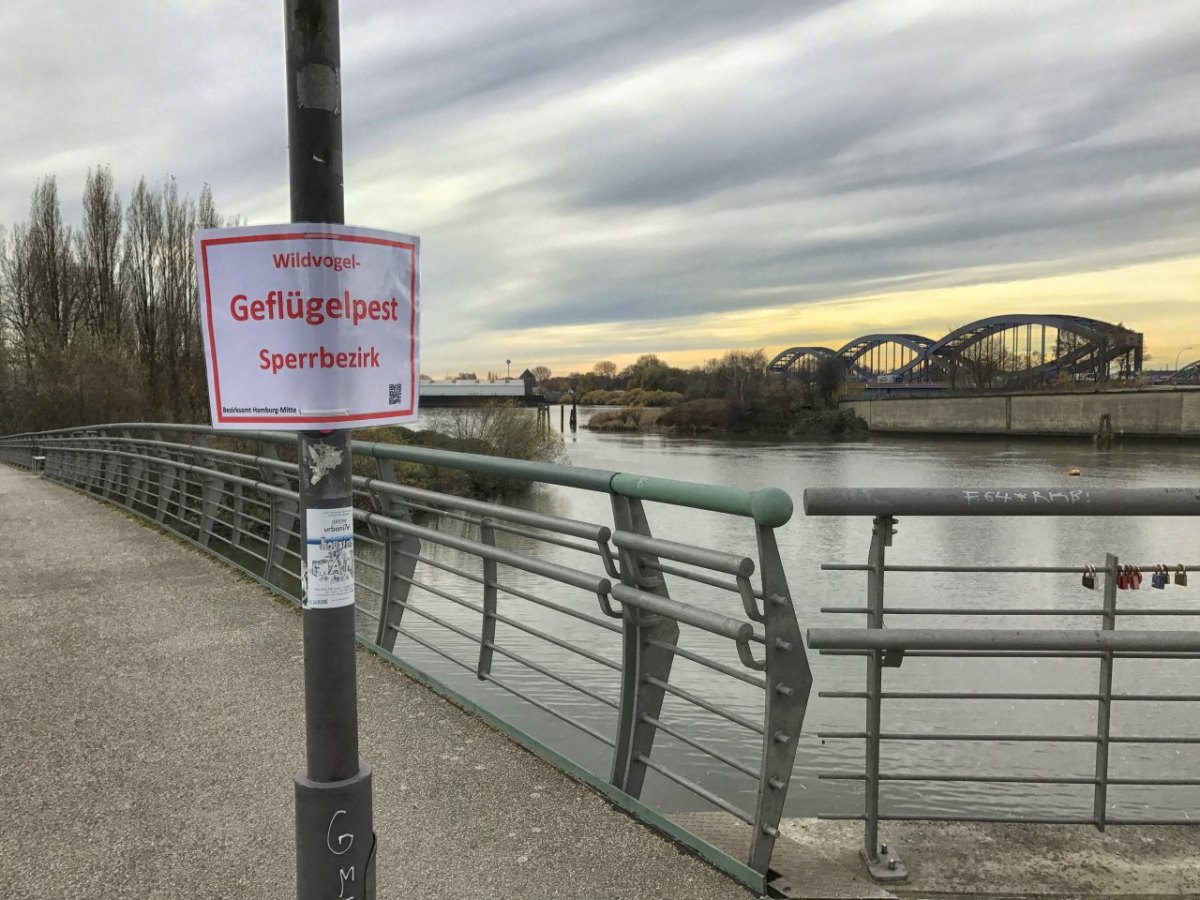 Hamburg Geflügelpest Vogelgrippe Schleswig-Holstein Mecklenburg-Vorpommern Stallpflicht