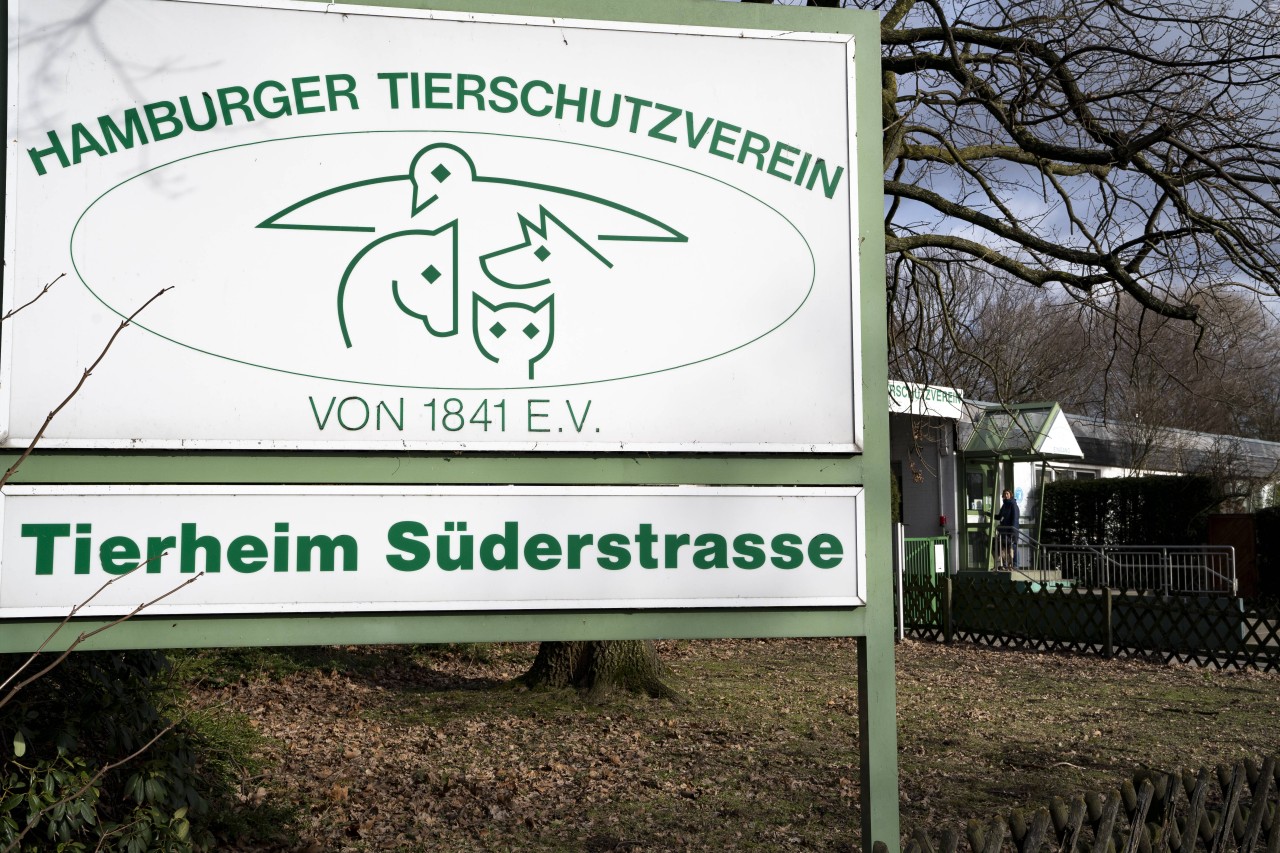 Der Vierbeiner ist inzwischen im Tierheim in der Süderstraße untergekommen.