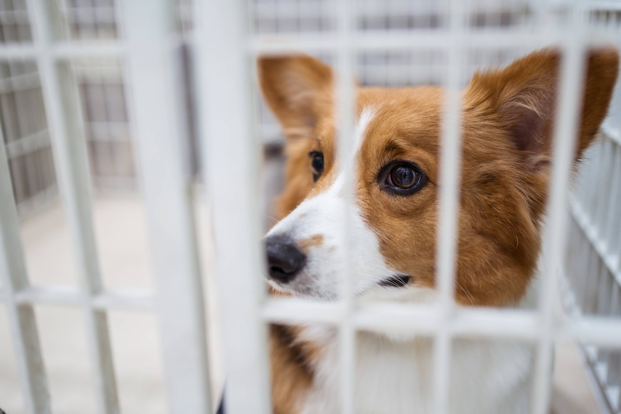 Der elf Jahre alte Corgi befand sich in elendem Zustand (Symbolbild).