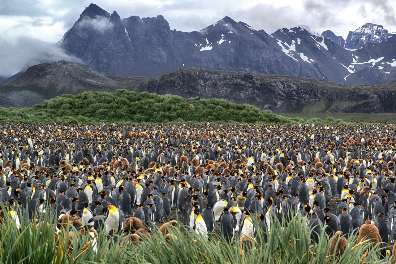 Königspinguine im Inselgebiet Südgeorgien im Südpolarmeer