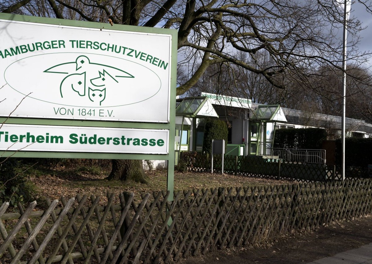 Hamburg Tierheim Appell Katzen Wohlers Park Süderstraße