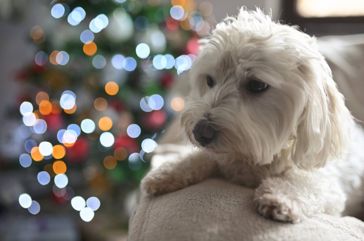 Hamburg Tierheim Tierschutzverein Süderstraße Weihnachten Corona Hunde Welpen Vermittlungsstopp