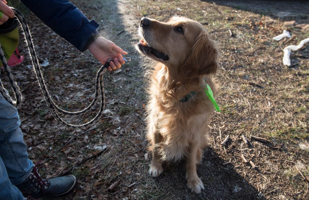 Hund Hamburg.jpg