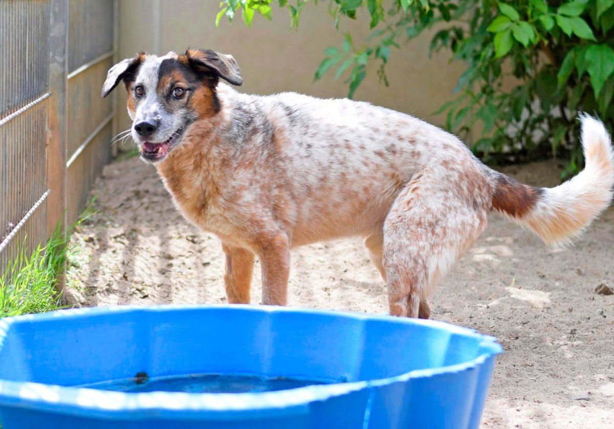 Hund Hamburg Tierschutzverein Tierheim Tierquälerei