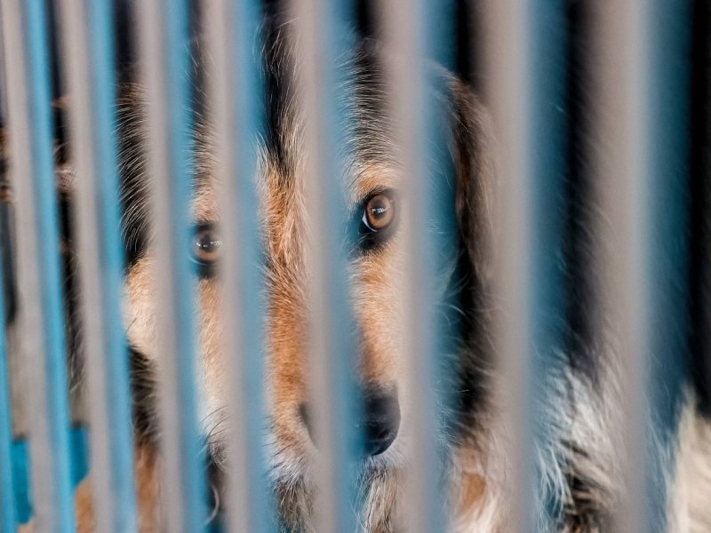 Hund Lübeck Tierheim.jpg