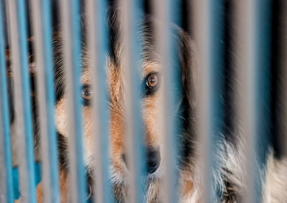 Hund Lübeck Tierheim.jpg