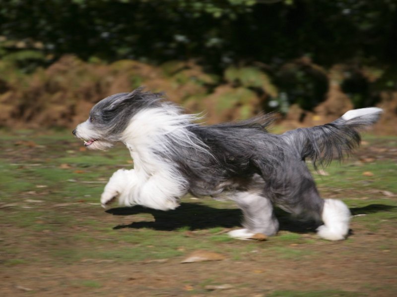 Hund aus Schleswig-Holstein.jpg