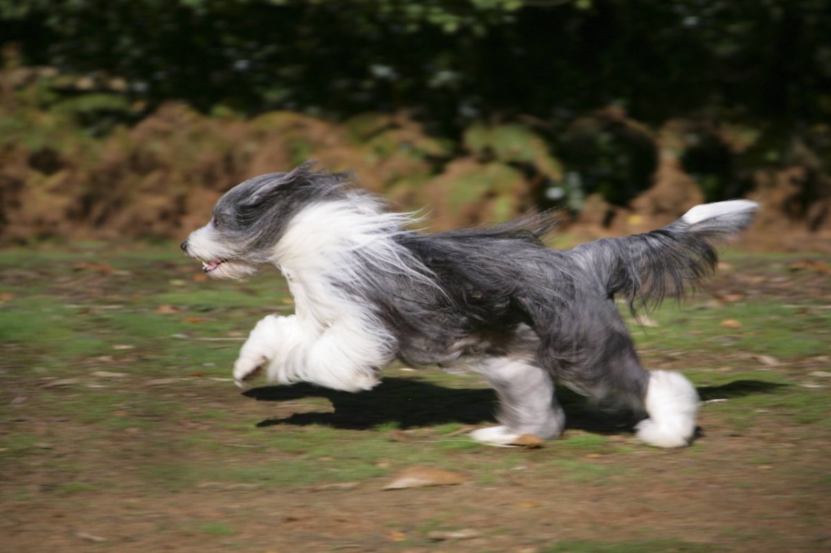 Hund aus Schleswig-Holstein.jpg