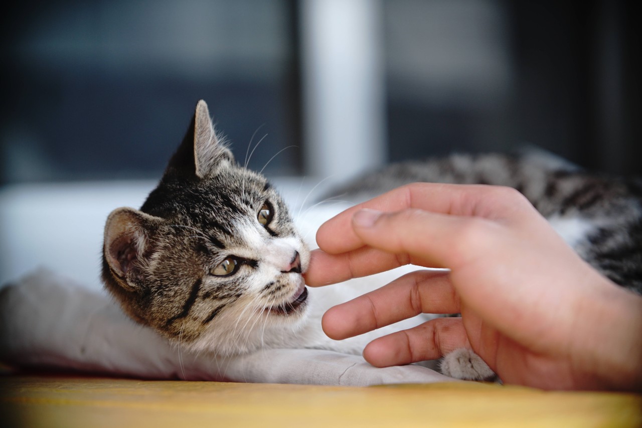 Eigentlich wollte die Frau nur eine Katze über das Internet kaufen (Symbolbild). 