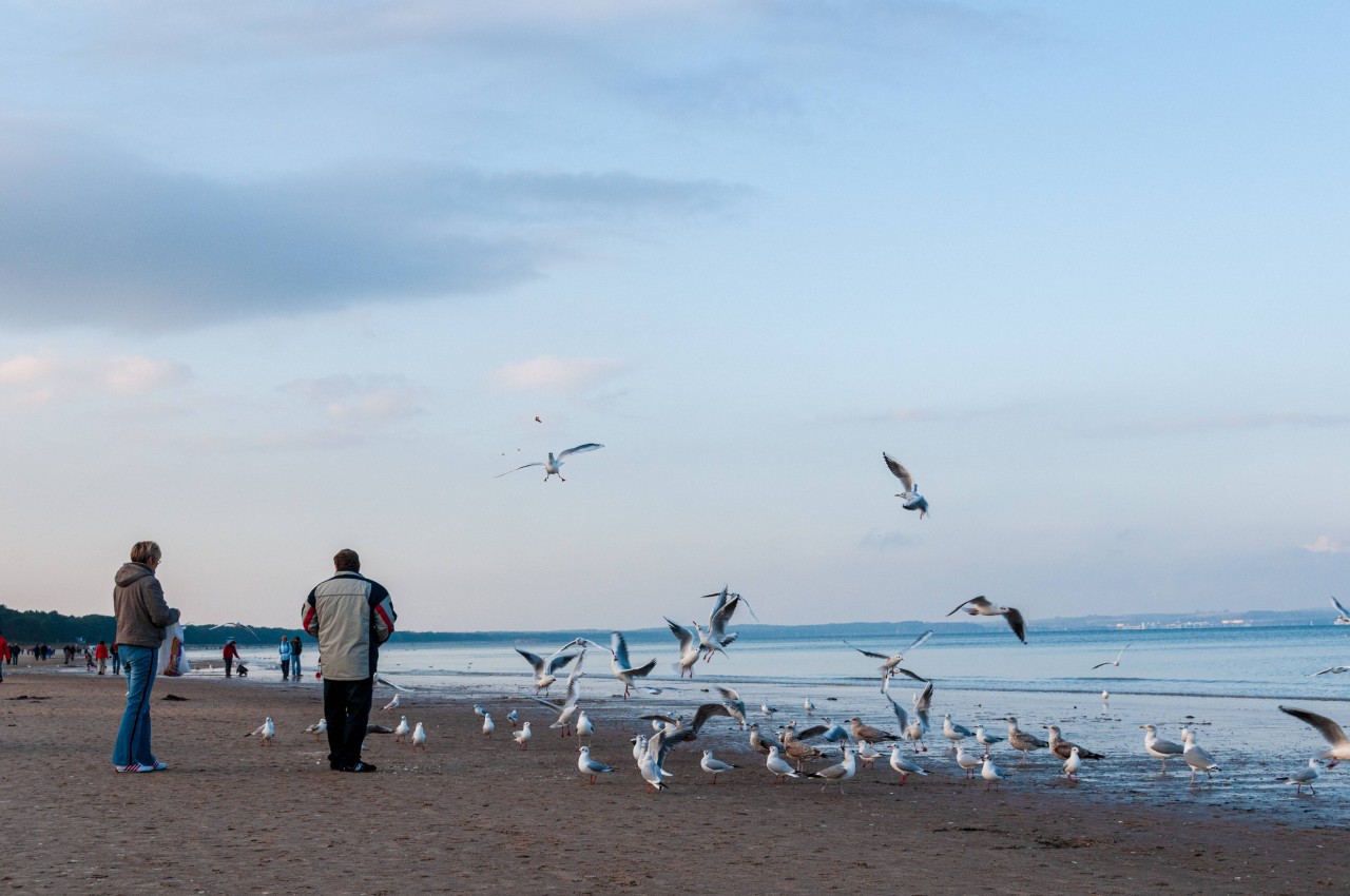 Möwenfüttern ist an vielen Urlaubsorten an der Nordsee nicht erlaubt. 