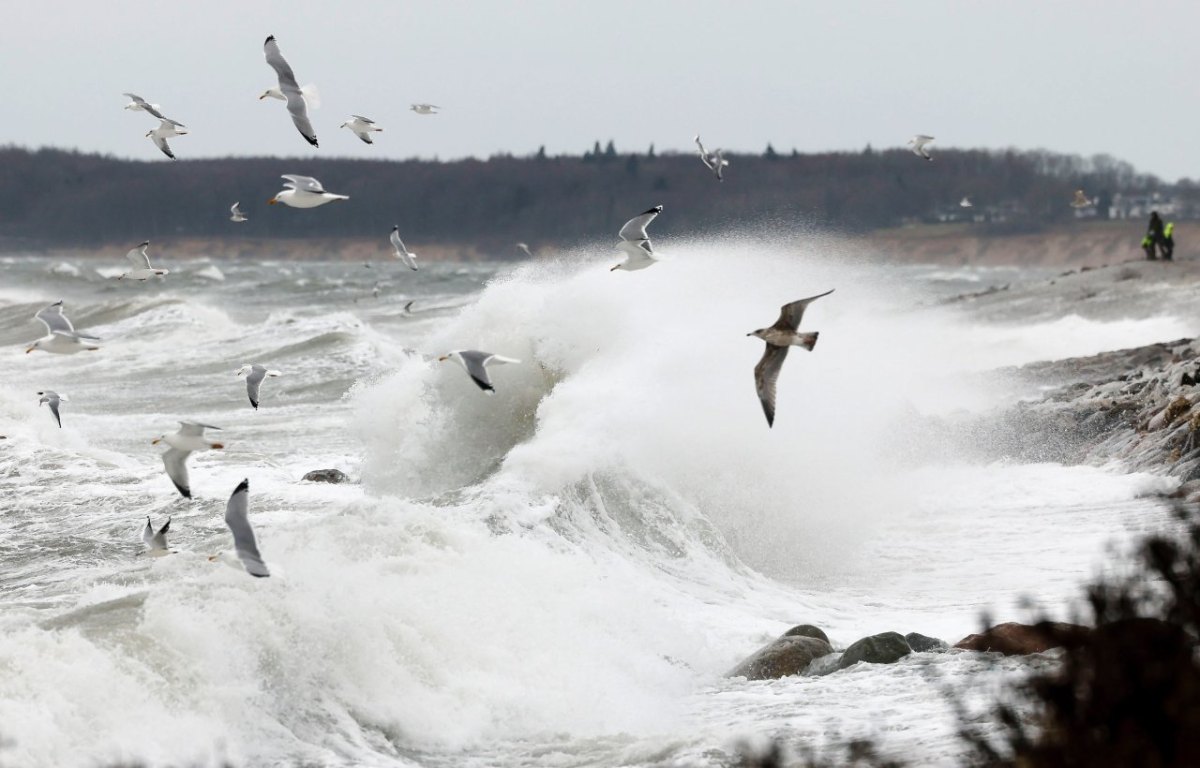 Möwen Ostsee
