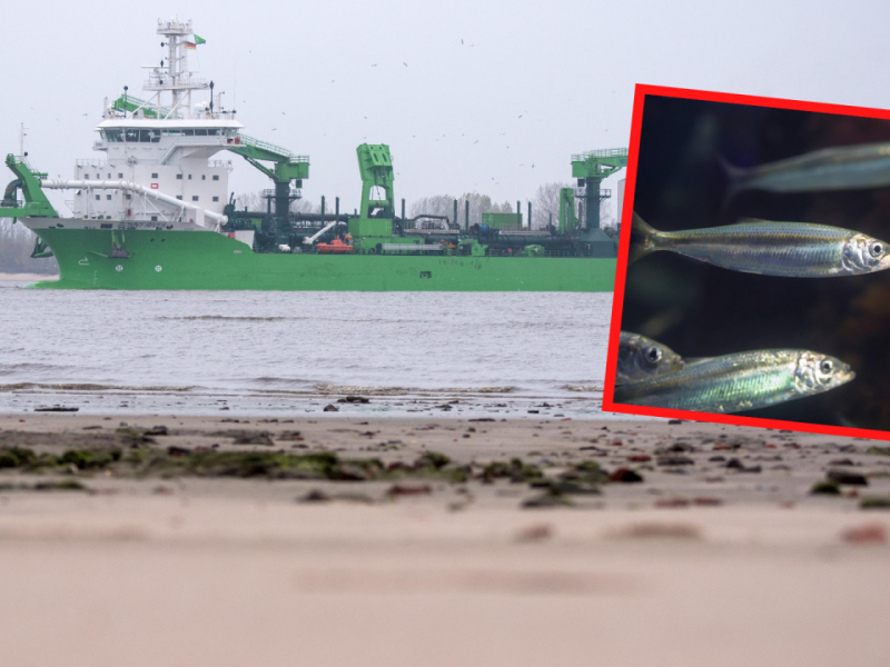 Nordsee Cuxhaven Fischersterben Elbvertiefung