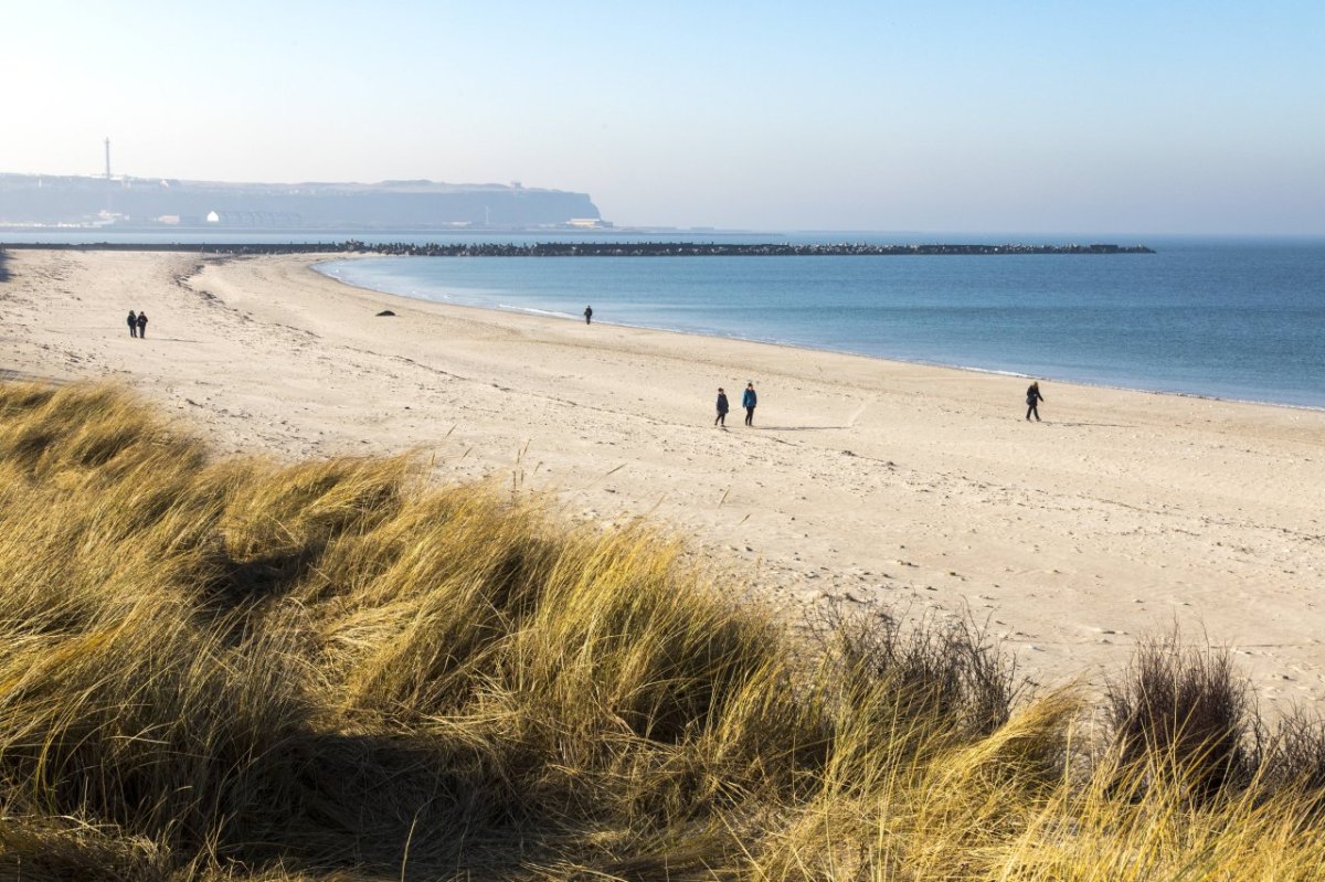 Nordsee Helgoland Nordstrand Kegelrobben.jpg