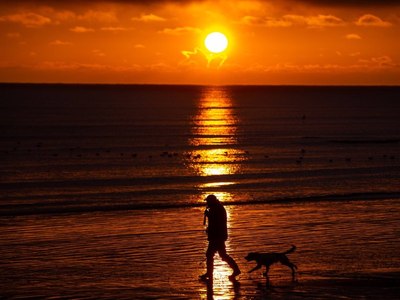 Nordsee Hund Sylt Insel.jpg