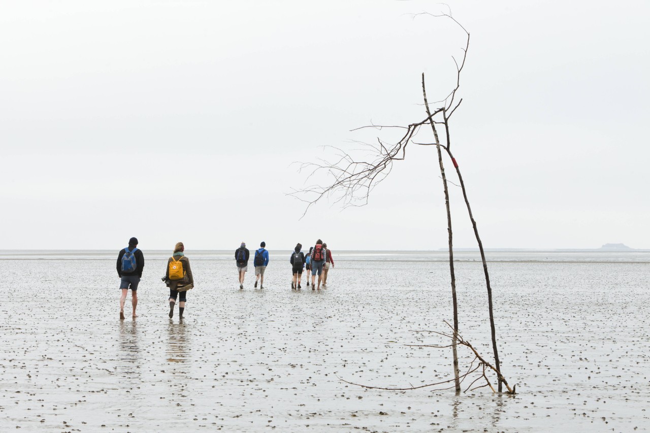 Auf der Nordsee-Insel Pellworm kann man sich bei Ebbe statt in die Wellen ins Watt stürzen.