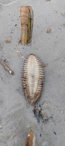 Die Seemaus an der Nordsee in Sankt Peter-Ording.