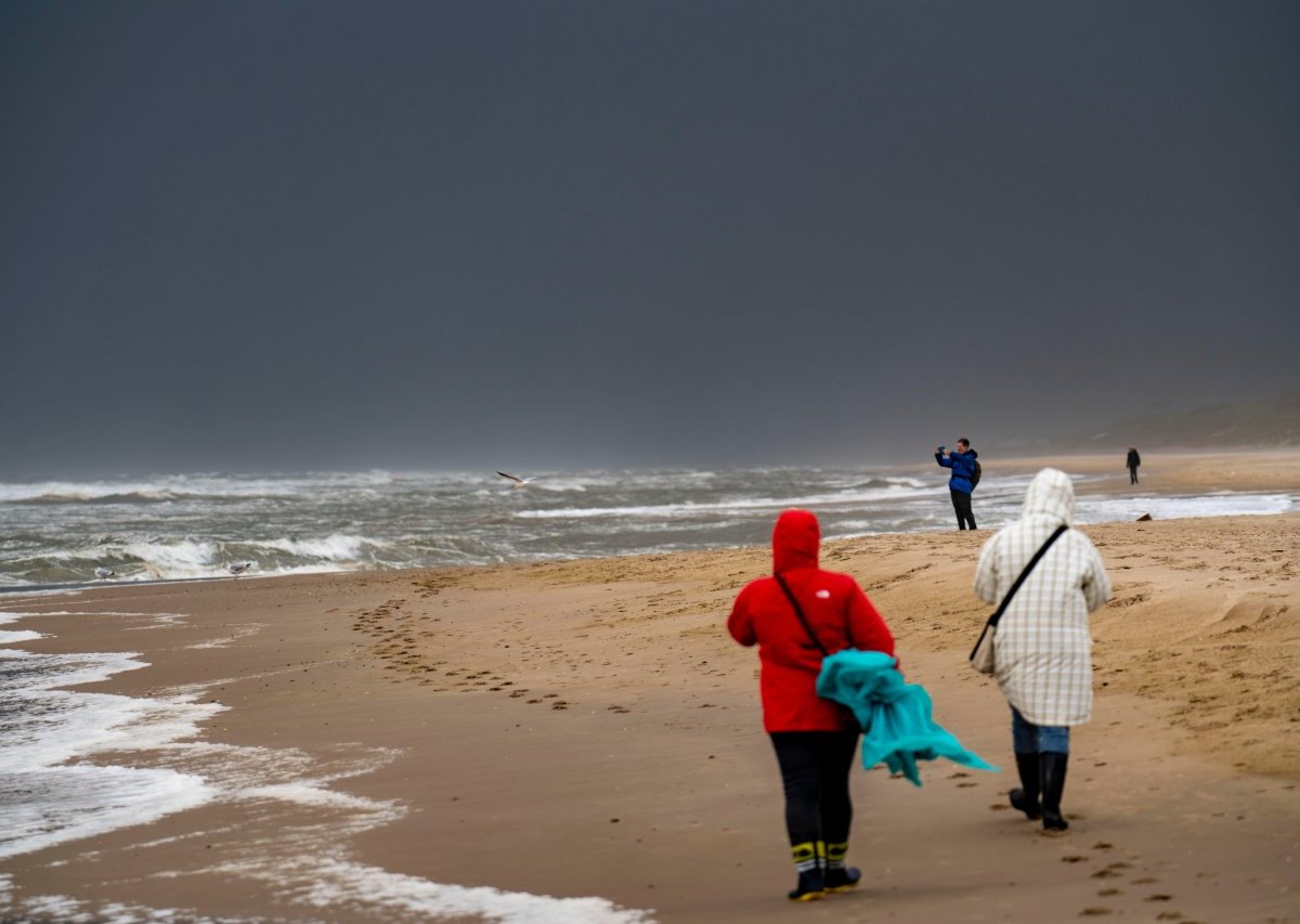 Nordsee Sylt Seehunde Ellenbogen Robben Wattenmeer Robbe