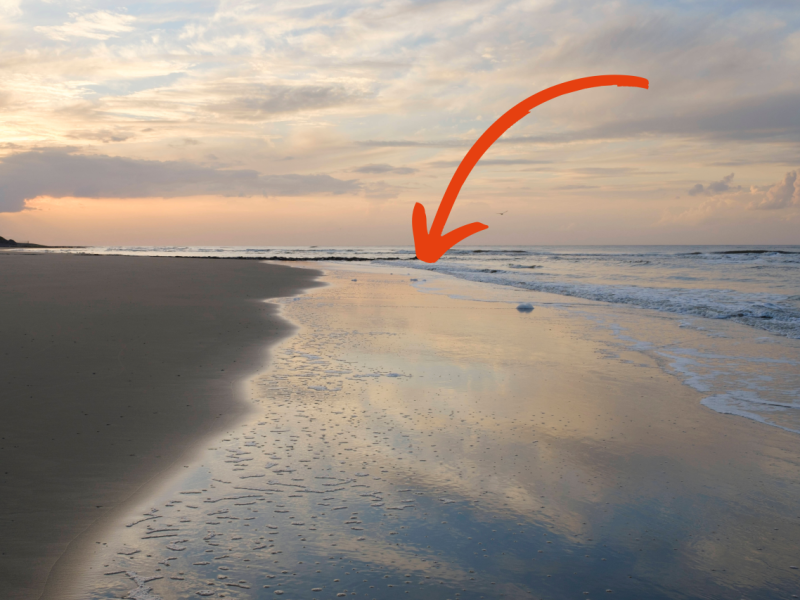 Nordsee Wangerooge Seepferdchen.png
