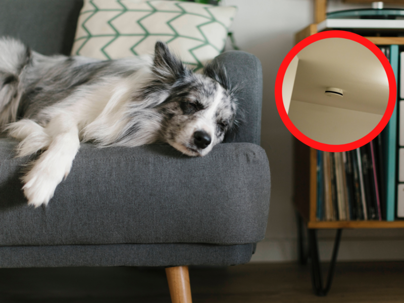 Ostfriesland Hund Lebensretter.png