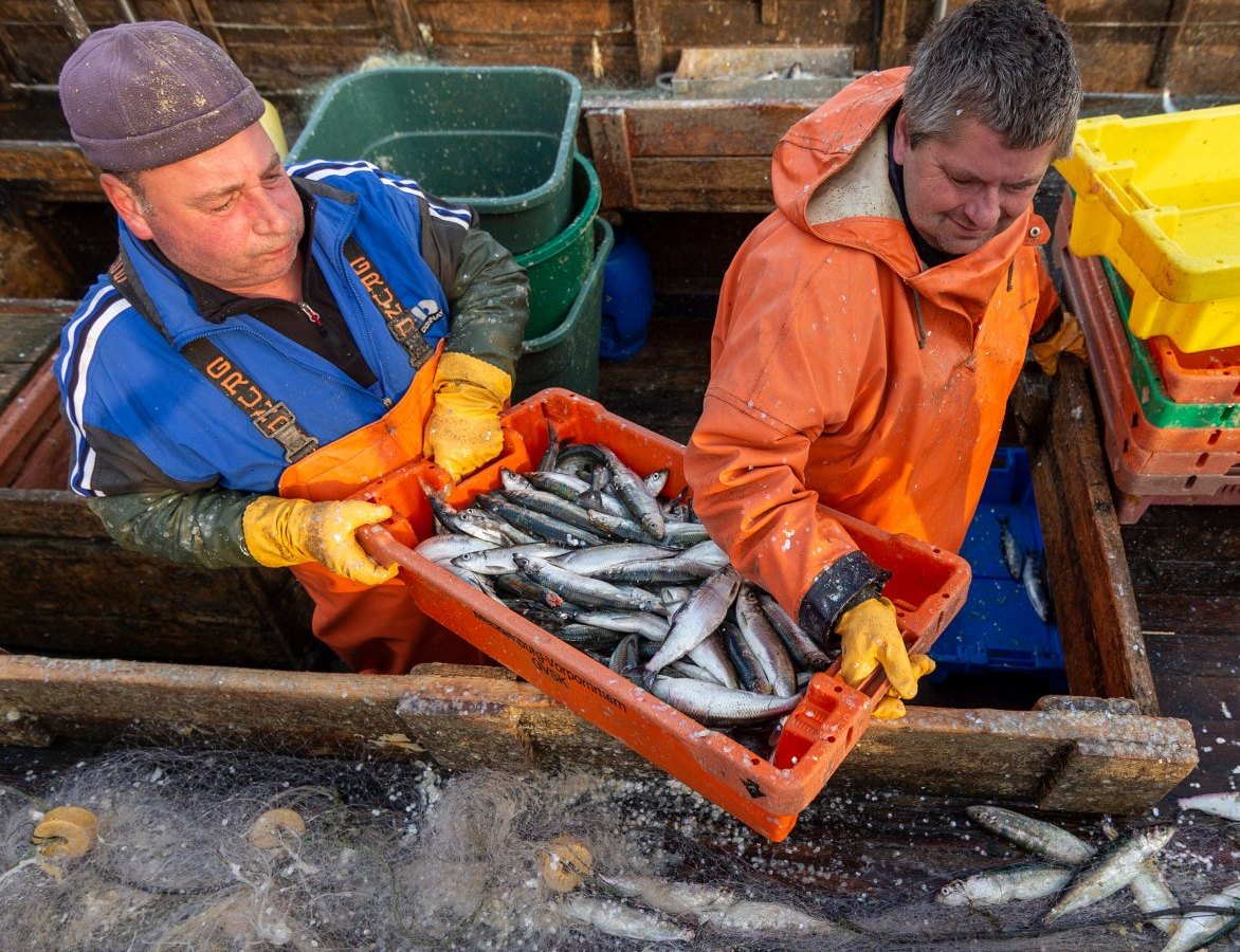 Ostsee Fischer Mecklenburg-Vorpommern Hering Dorsch Fisch Wismar Rügen