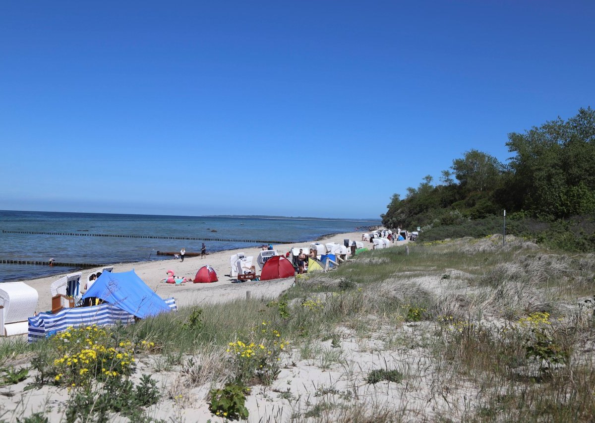 Ostsee Kugeln Schnecke Kopfschildschnecke NDR Urlaub Poel