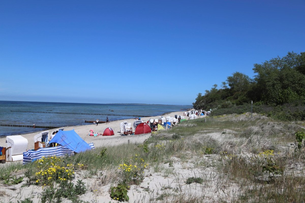 Ostsee Kugeln Schnecke Kopfschildschnecke NDR Urlaub Poel