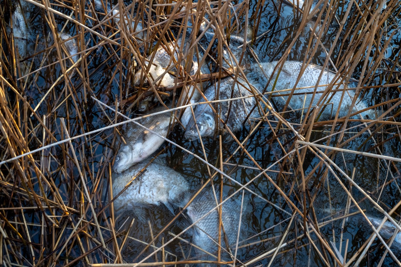 Tausende toten Fische wurden am Kleinen Jasmunder Bodden auf der Insel Rügen entdeckt. 