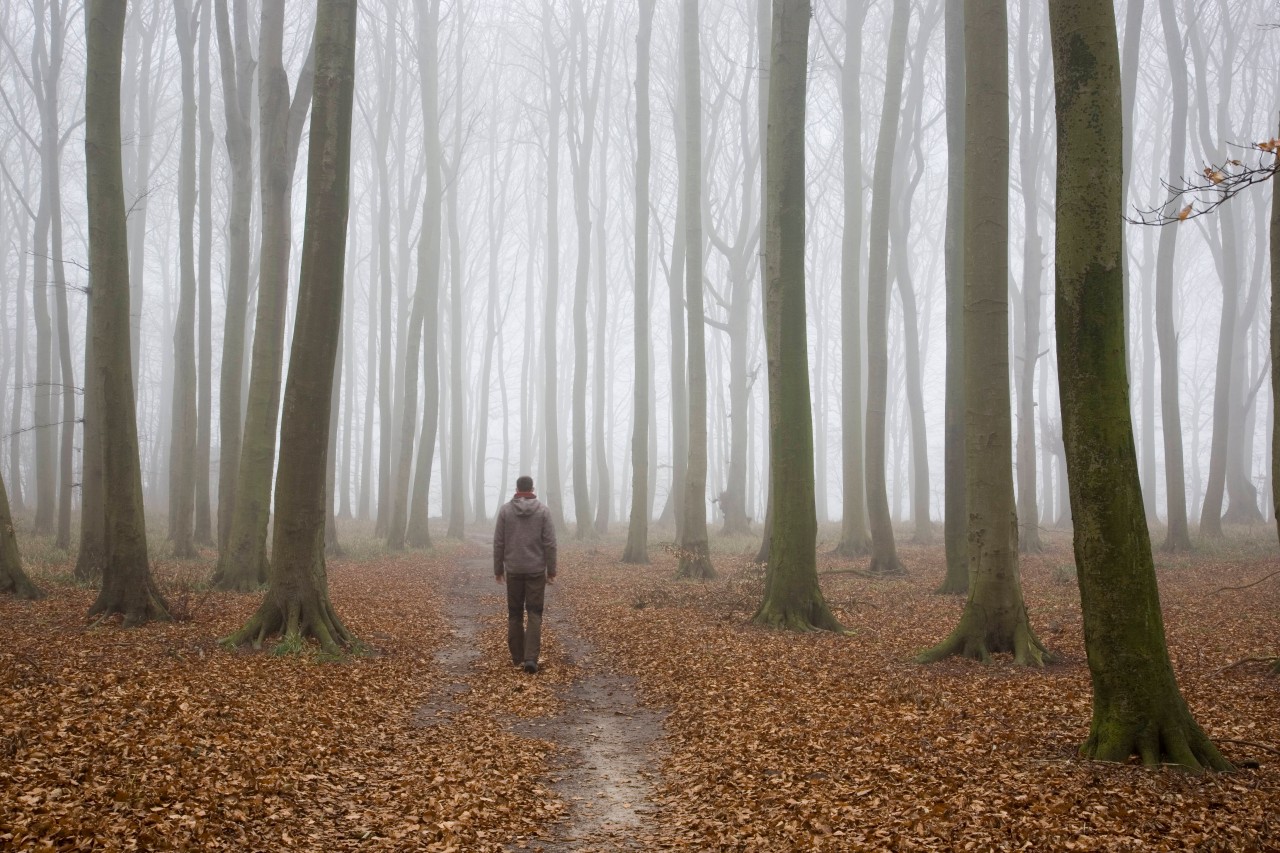 Gespenstische Wald-Atmosphäre auf Rügen.