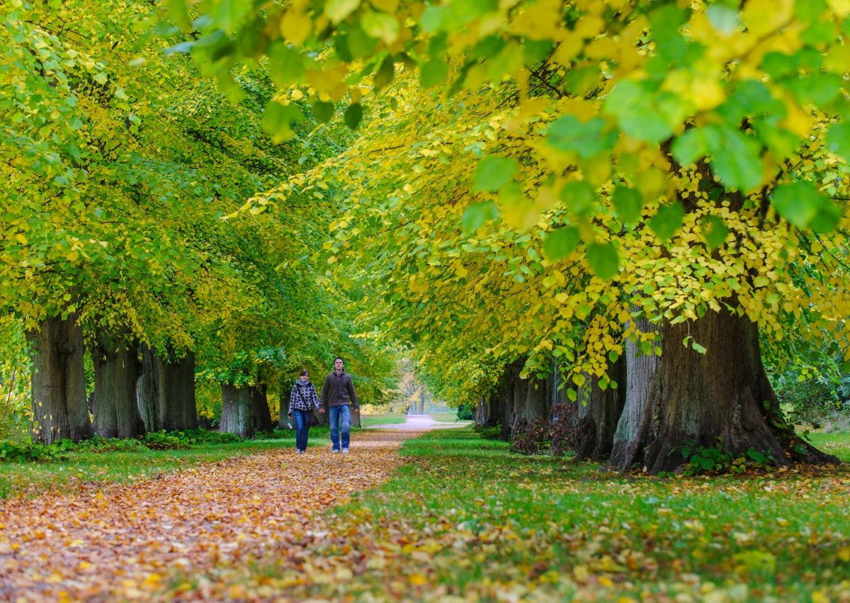 Rügen Schlosspark Putbus Buche.jpg