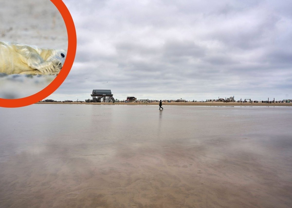 Sankt Peter-Ording Heuler.jpg