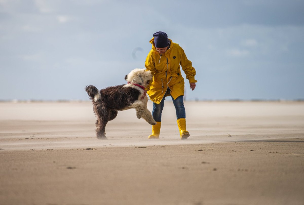 Sankt Peter-Ording Hund Strand.jpg