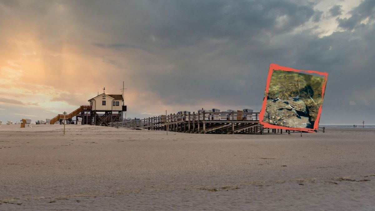 Sankt Peter-Ording Kröten.jpg