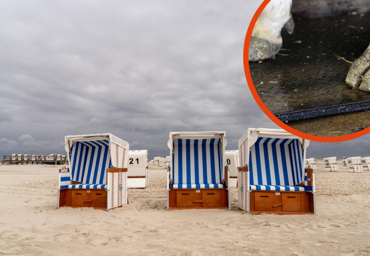 Sankt Peter-Ording (SPO) Deich StraÃŸe Rinder Tourismus Facebook Nordsee Strand KÃ¼ste KÃ¼he Gefahr