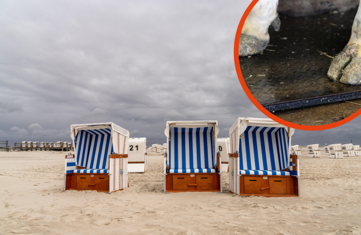 Sankt Peter-Ording (SPO) Deich Straße Rinder Tourismus Facebook Nordsee Strand Küste Kühe Gefahr