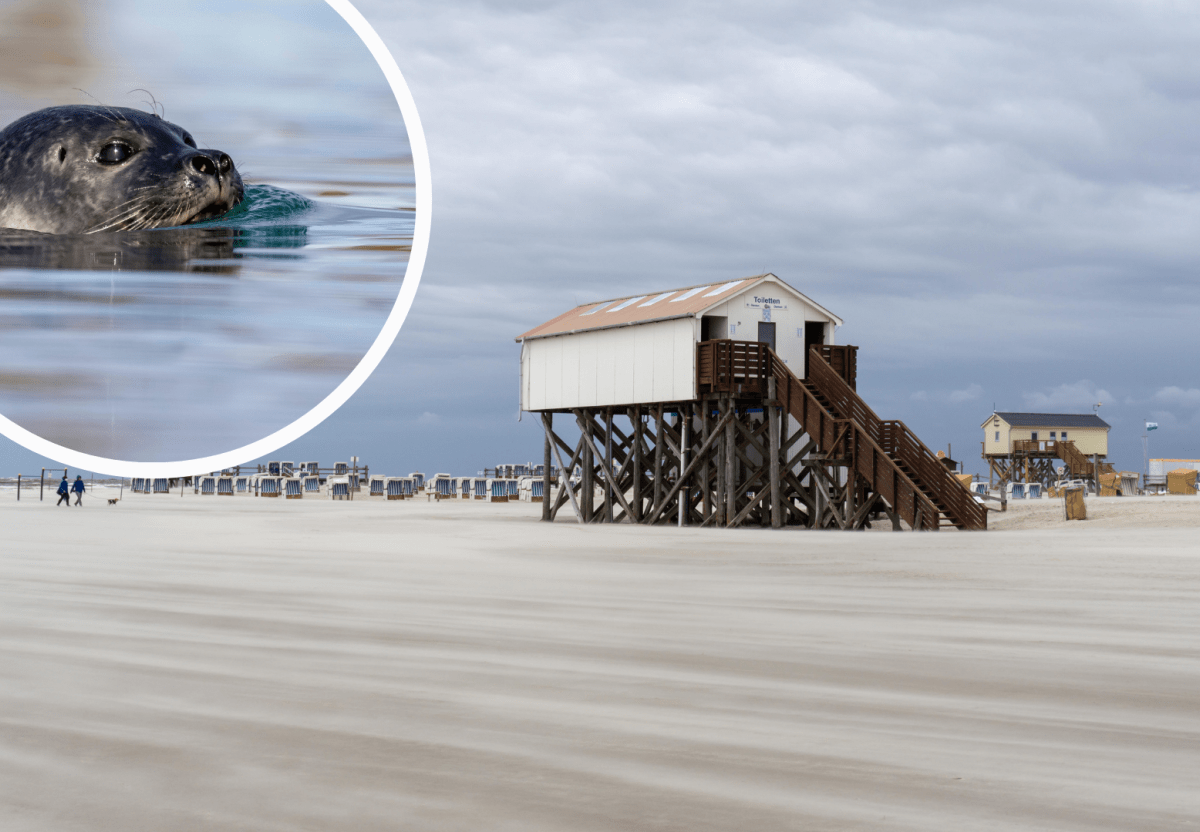 Sankt Peter-Ording (SPO) Nordsee WestkÃ¼stenpark Robbarium Seehund Facebook Robbe Trauer