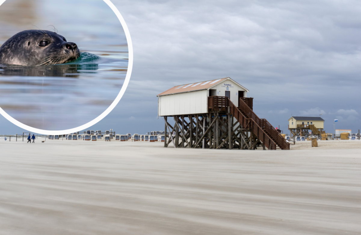 Sankt Peter-Ording (SPO) Nordsee Westküstenpark Robbarium Seehund Facebook Robbe Trauer