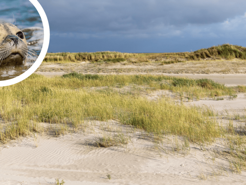 Sankt Peter-Ording