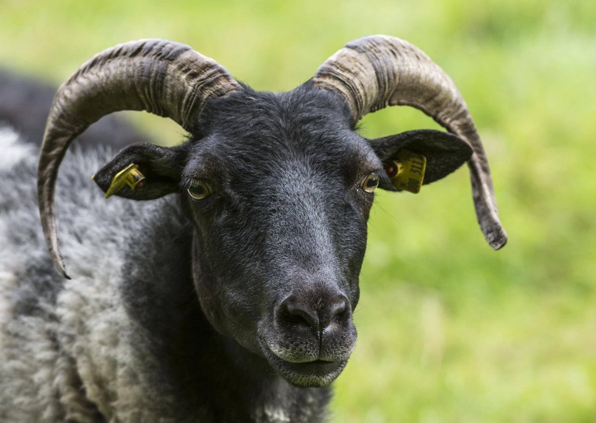 Schleswig-Holstein Bock.jpg