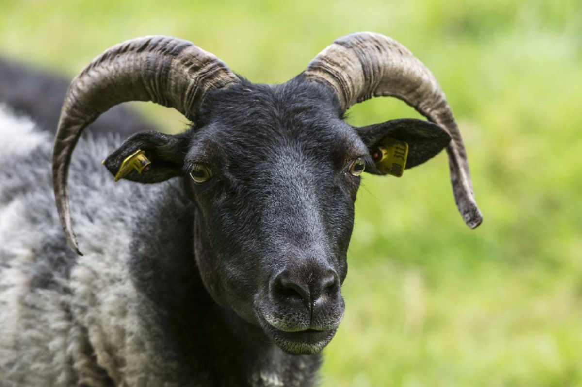 Schleswig-Holstein Bock.jpg