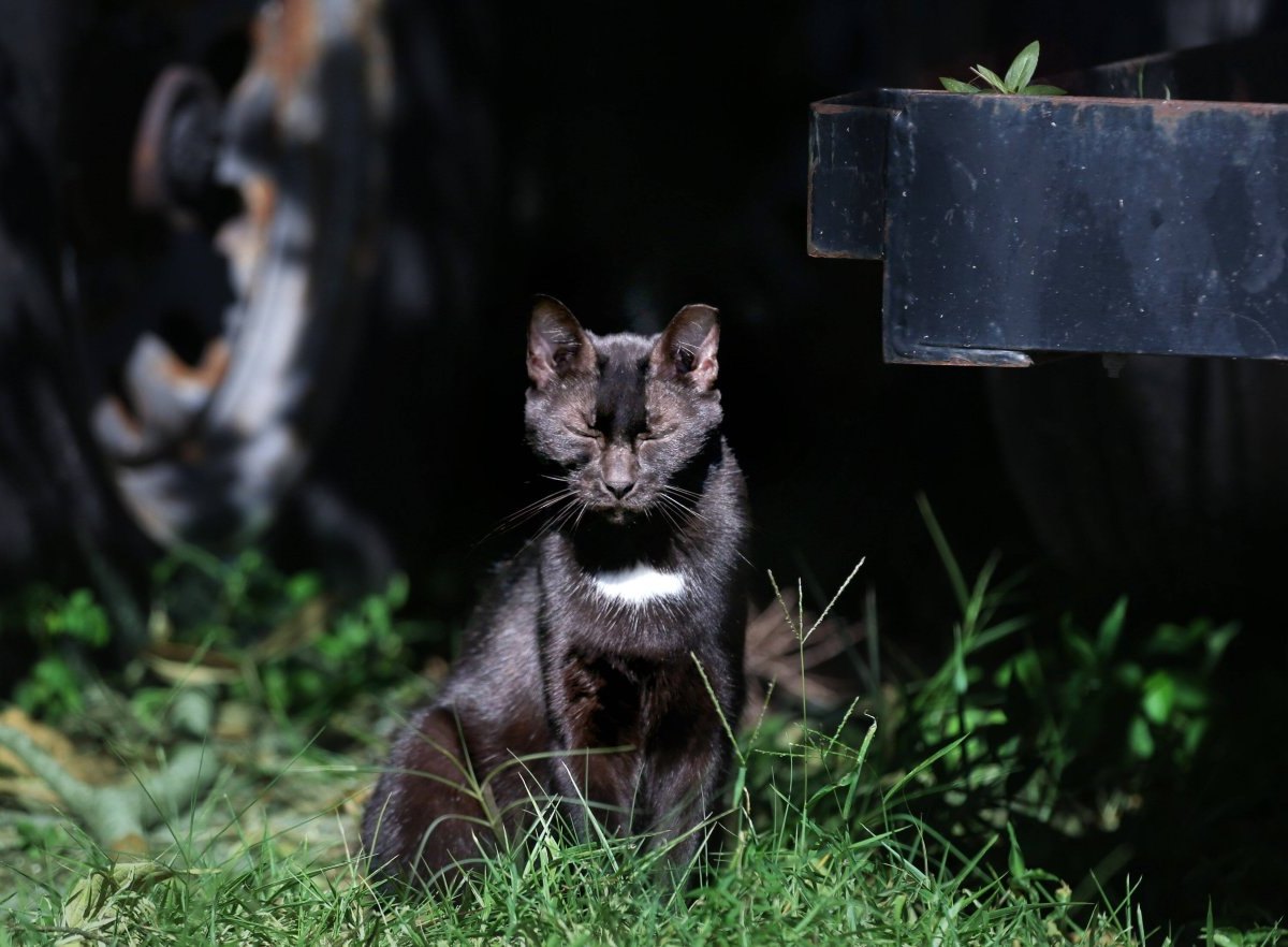 Schleswig-Holstein-Katze.jpg