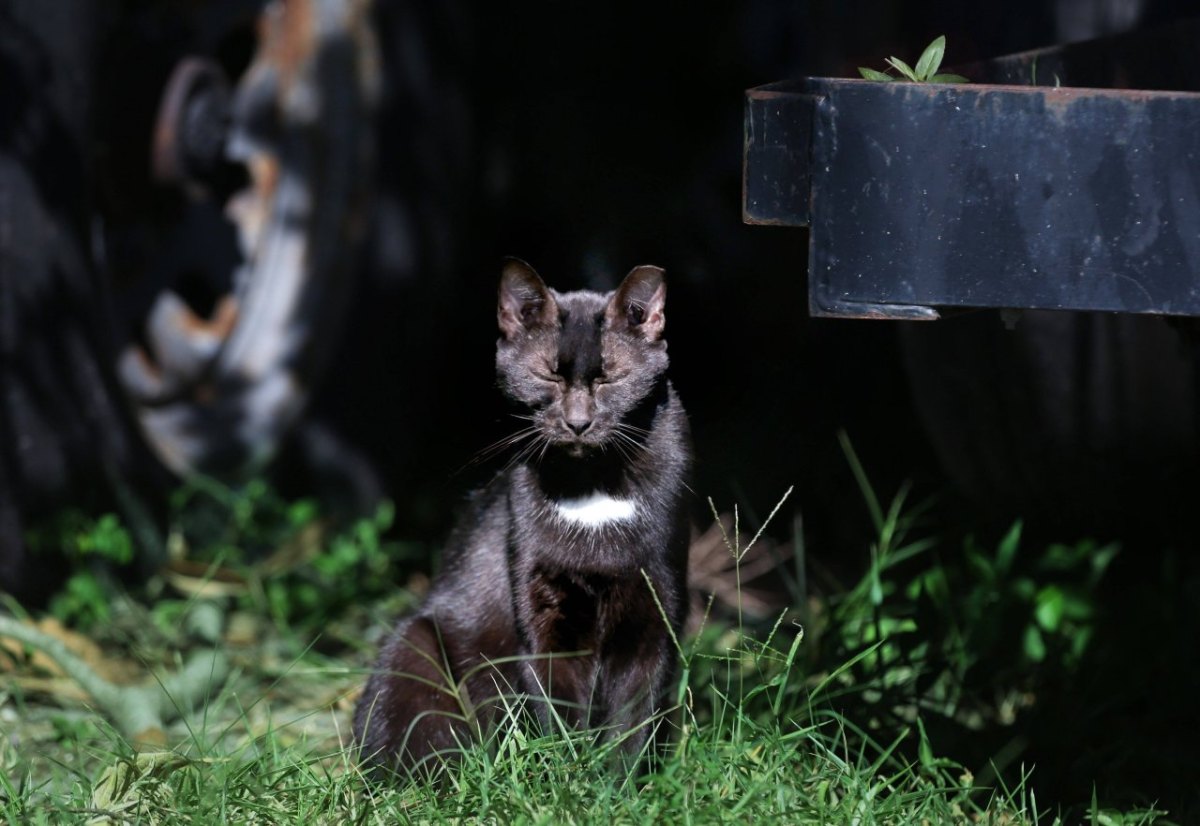 Schleswig-Holstein-Katze.jpg